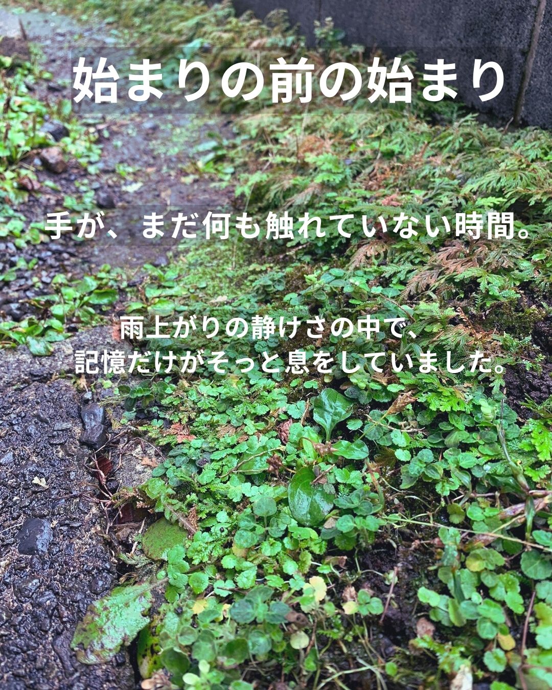 雨上がりの静けさに包まれた裏庭の地面。 まだ何も触れていない時間と、眠る記憶の気配を写した一枚。