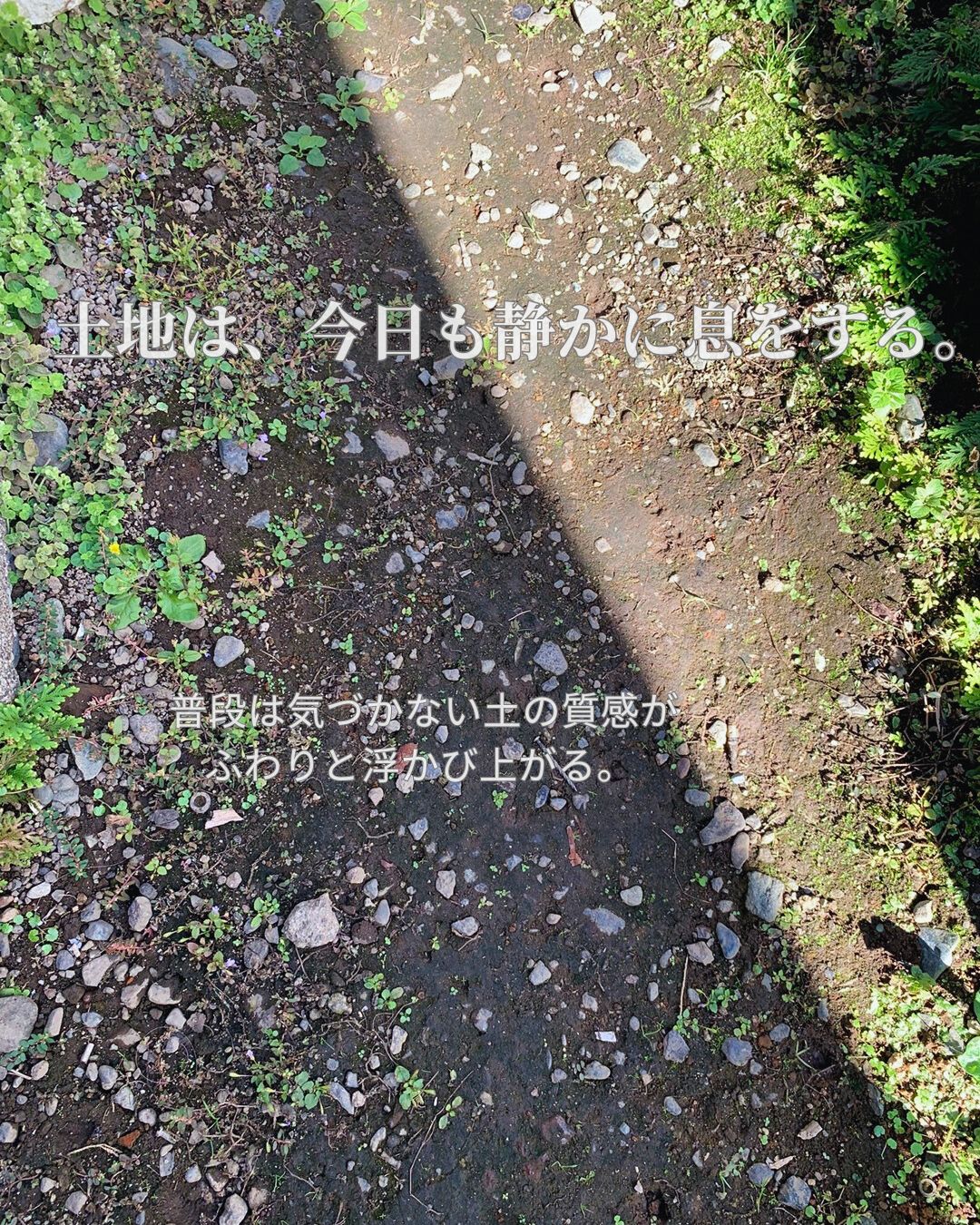 日差しが斜めに差し込む土の地面。草や石が柔らかい光の中で質感を浮かび上がらせている写真。